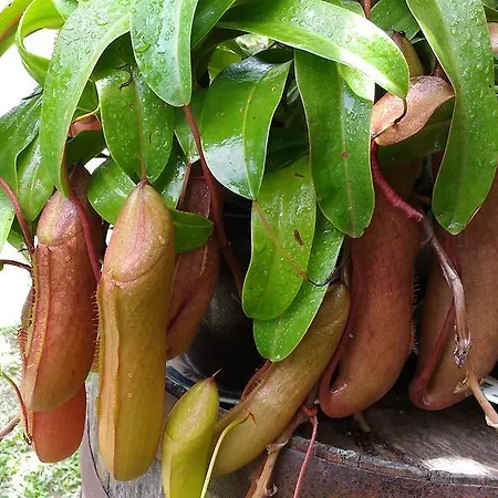 Casa Del Gelso Mortelle Tatil Evi *