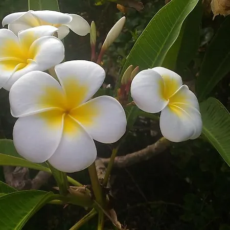 Tatil Evi Casa Del Gelso Mortelle *